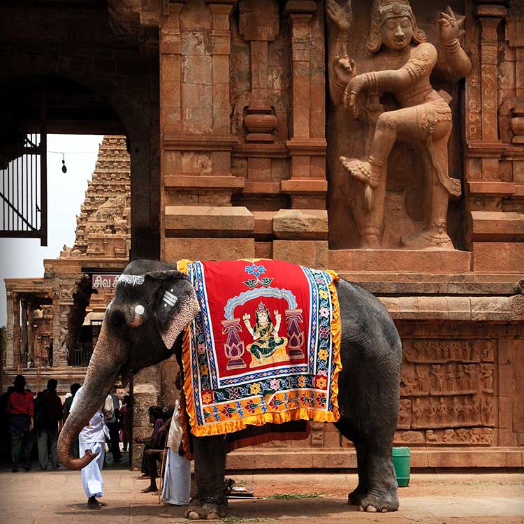 寺院の前に象がいるインドの風景