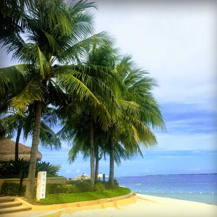 フィリピン セブ島の海とヤシの木の景色