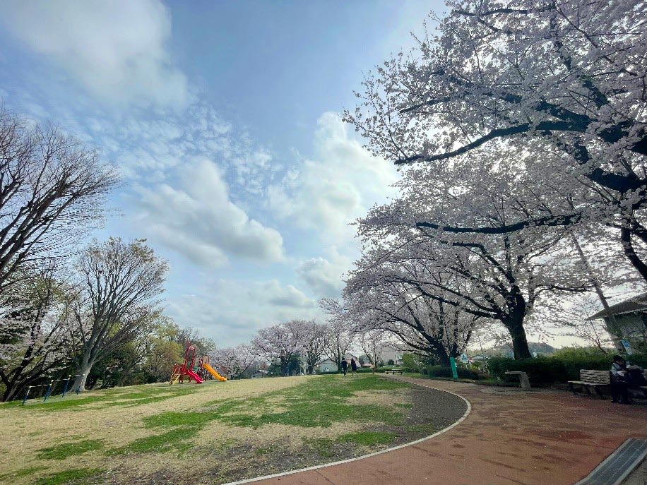 翻訳会社の雑学辞書トピック：公園の満開の桜