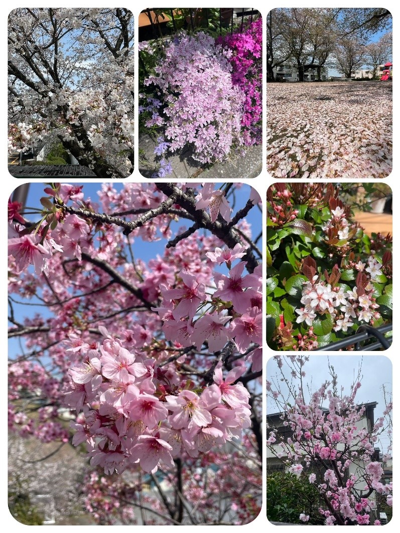 春の花のいろ